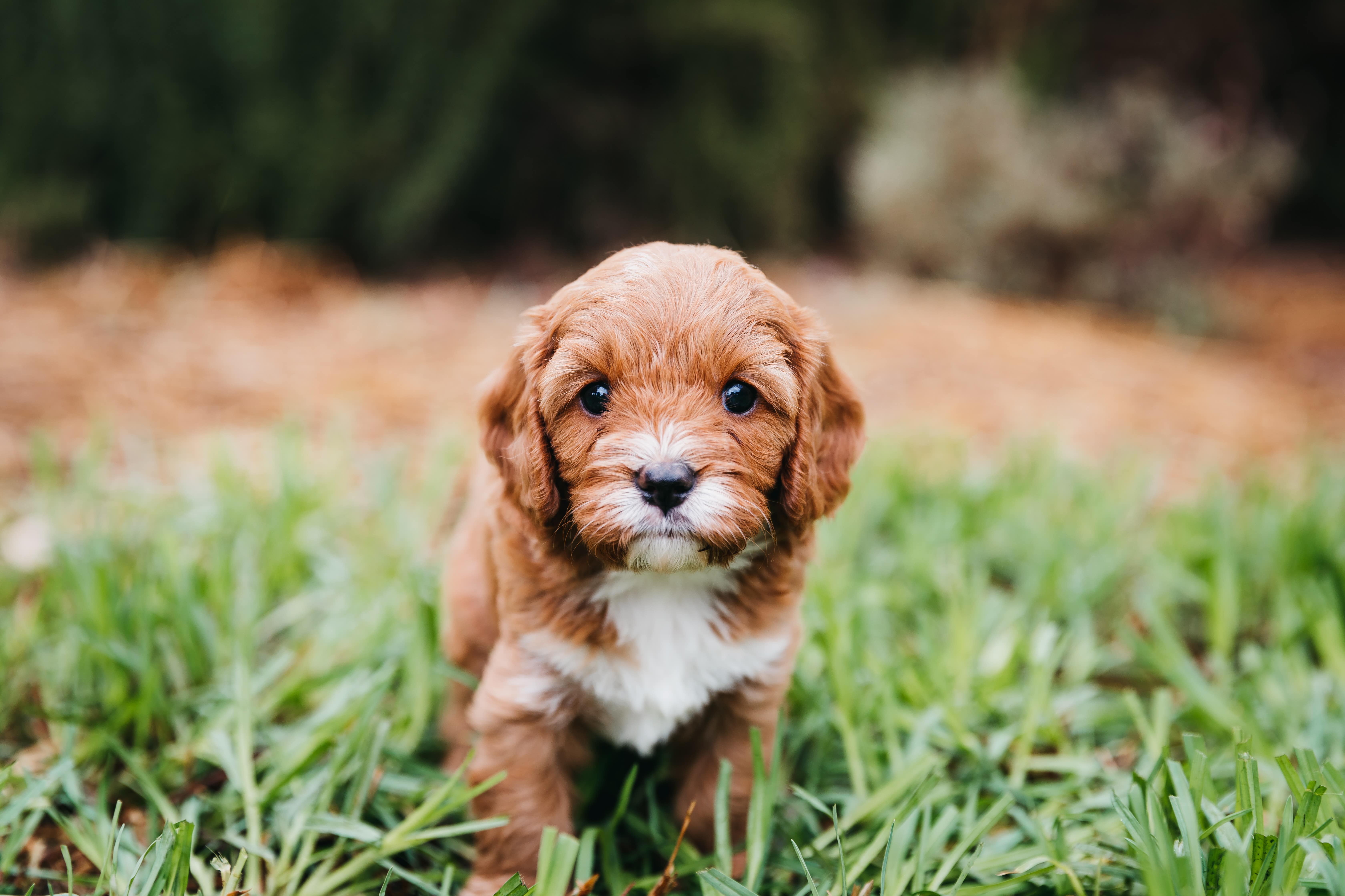 Registered cavoodle hot sale breeders